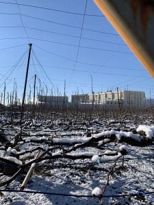 加藤農園と雪