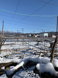 加藤農園と雪