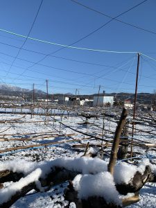 加藤農園と雪