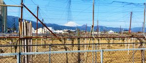 加藤農園から見える神奈川県の富士山