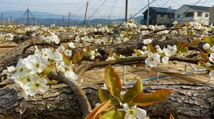 梨の花満開で一面白いジュータン。加藤農園興ちゃんちの梨は日本一の熟成梨。