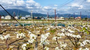 梨の花満開で一面白いジュータン。加藤農園興ちゃんちの梨は日本一の熟成梨。