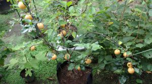 梨の苗木植え。加藤農園興ちゃんちの梨は日本一の熟成梨。梨作りの１年。90年の創意工夫の積み重ねです。