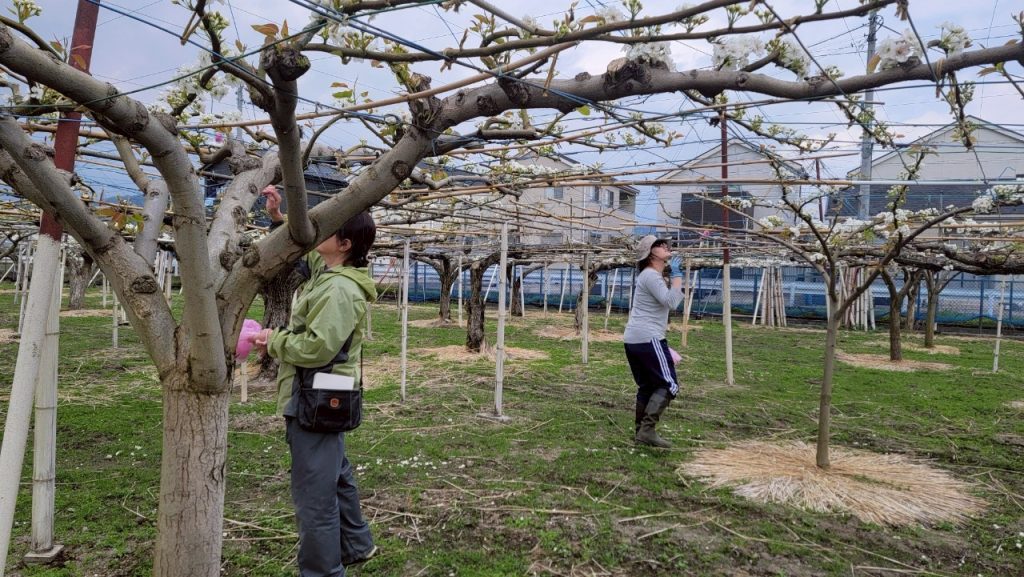 ViViS(専修大学野菜栽培学生団体)の梨の花粉つけ