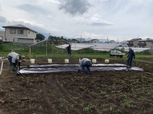 ViViS（専修大学野菜栽培学生団体）の農業体験