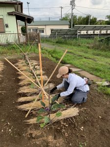 ViViS（専修大学野菜栽培学生団体）の農業体験